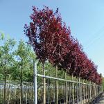 Süs Eriği - Prunus cerasifera