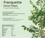 Franquette Walnut sapling